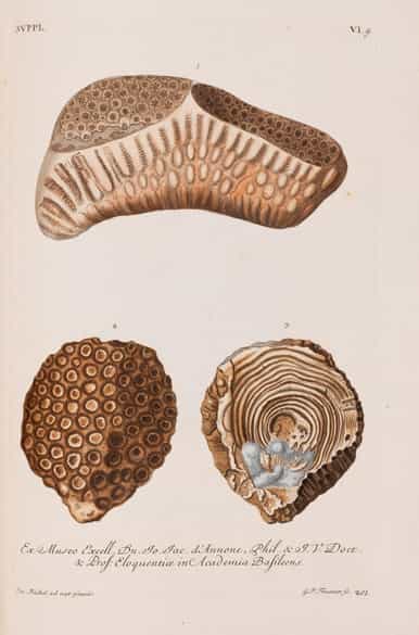 Detailabbildung: † Georg Wolfgang Knorr, 1705 - 1761