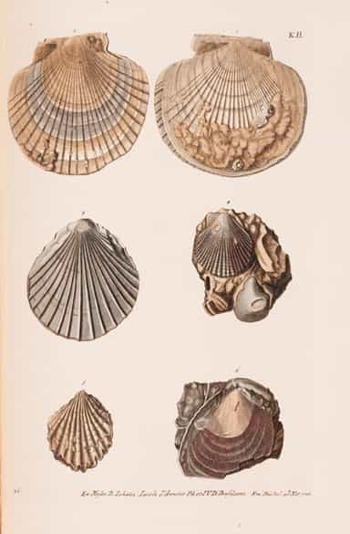 Detailabbildung: † Georg Wolfgang Knorr, 1705 - 1761