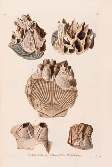 Detailabbildung: † Georg Wolfgang Knorr, 1705 - 1761