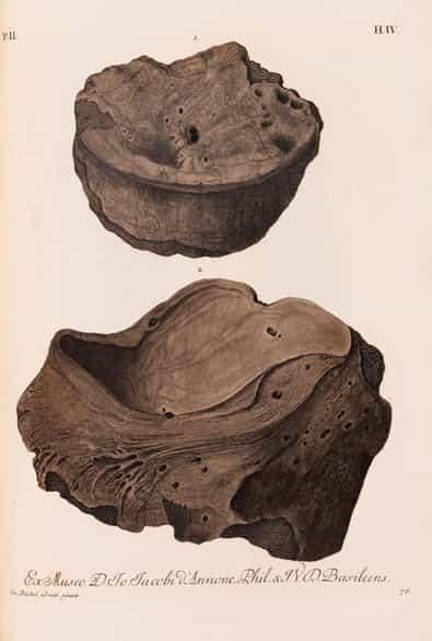 Detailabbildung: † Georg Wolfgang Knorr, 1705 - 1761