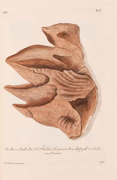 Detailabbildung: † Georg Wolfgang Knorr, 1705 - 1761