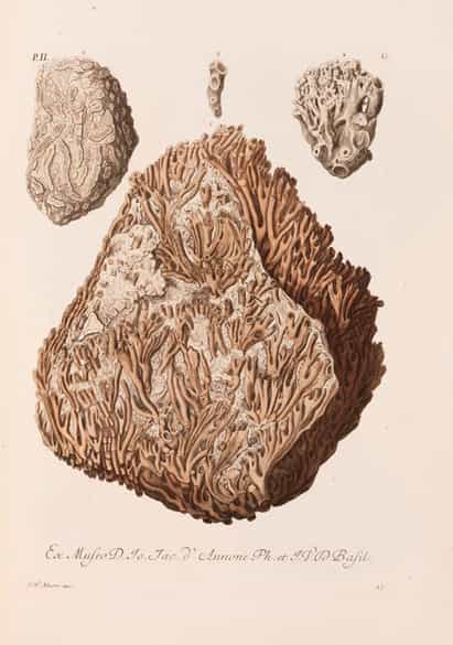 Detailabbildung: † Georg Wolfgang Knorr, 1705 - 1761