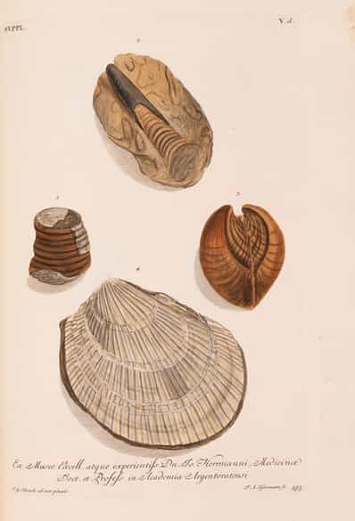 Detailabbildung: † Georg Wolfgang Knorr, 1705 - 1761