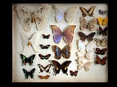  Schmetterlings-Sammelkasten