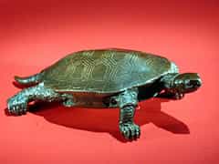  Fein ausgearbeitete Wasserschildkröte