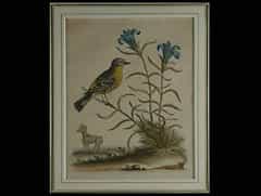 Satz von drei kolorierten Radierungen mit Darstellungen von Vögeln und Blumen