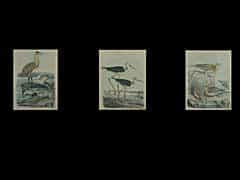 Konvolut von drei verglasten und gerahmten kolorierten Grafiken: Störche und Wasservögel