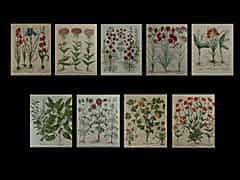 Serie von neun kolorierten Radierungen mit Pflanzendarstellungen