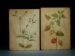 Zwei Pflanzenmalereien auf Pergament. Jeweils Stängelblätter und -blüten, Lampionblume und
