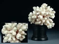  Weißer Korallenstock