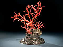 Korallenbaum
