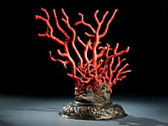 Korallenbaum
