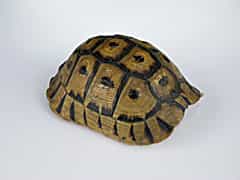 Schildkrötenpanzer