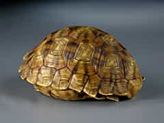 Schildkrötengehäuse