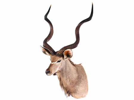 Jagdtrophäe Kudu
