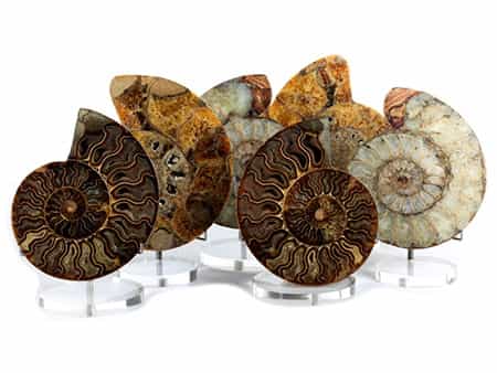 Sammlung von sechs geschliffenen Ammoniten