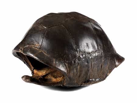 Panzer einer Riesenschildkröte