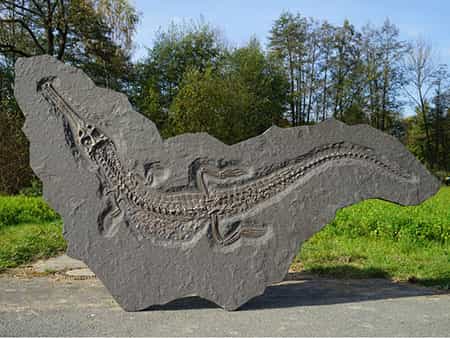 Hochseekrokodil (Steneosaurus bollensis)