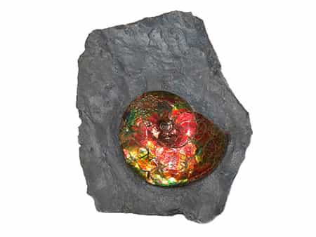 Opalisierender Ammonit Platylenticeras Costatum