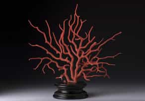 Roter Korallenbaum, 19. Jahrhundert