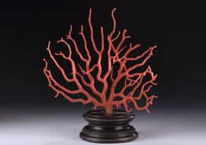 Roter Korallenbaum auf ebonisiertem Sockel, 19. Jahrhundert