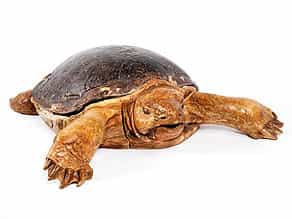 Große, seltene Schildkröte