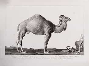 Maréchal. Camelus Dromedarius / Le Dromedaire