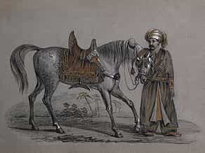 Araber-Pferd