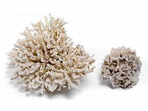 Zwei Korallenstöcke