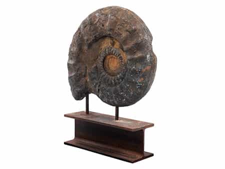 Großer Ammonit
