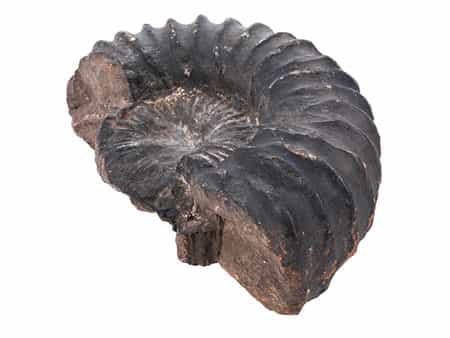 Großer Ammonit