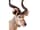 Detailabbildung: Jagdtrophäe Kudu