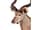 Detailabbildung: Jagdtrophäe Kudu