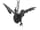 Detail images: Großer Greifvogel mit ausgebreiteten Schwingen