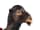 Detailabbildung: Große neapolitanische Krippenfigur eines Kamels