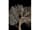 Detail images: Große, äußerst feine weiße Gorgonie