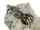 Detailabbildung: Bemerkenswert gut erhaltene fossile Krabbe