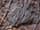 Detailabbildung: Fossil einer Seelilie bzw. Haarsterne