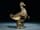 Detail images: Bronzefigur einer Ente