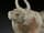 Detailabbildung: Büffel der Han-Dynastie