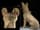 Detailabbildung: Sehr großer Hund der Han-Dynastie
