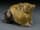 Detail images: Eines der Tiere der zwölf Tierkreiszeichen der chinesischen Astrologie - „Das Schwein“