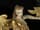 Detailabbildung: Paar geschnitzte Engelsfiguren gefasst und vergoldet sowie Inkarnat-Fassung. 