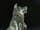 Detailabbildung: Paar Skulpturen von Hunden aus Serpentinstein