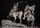 Detailabbildung: Bronzegruppe zweier Tscherkessen-Reiter