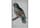 Detail images: Satz von acht kolorierten Radierungen aus der Vogelkunde von Büffon
