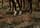 Detailabbildung: Paul Emile Léon Perboyre, 1851 Colmar - 1929, Militärmaler in Paris. Schüler von Bonnat. Stellte 1881/ 1914 im Pariser Salon aus. Bilder seiner Hand in den Museen Nantes und Cincinnati.