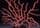 Detailabbildung: Roter Korallenbaum