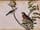 Detailabbildung: Satz von acht Vogelbildern auf chinesischem Reispapier