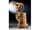 Detail images: Elfenbein-Deckelhumpen mit bacchantischer Reliefszene